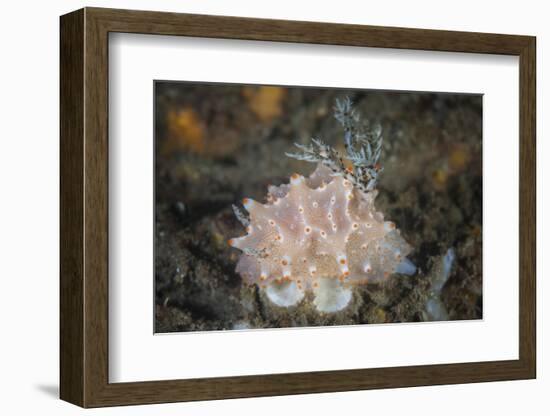 Close-Up of a Beautiful Halgerda Batangas Nudibranch-Stocktrek Images-Framed Photographic Print