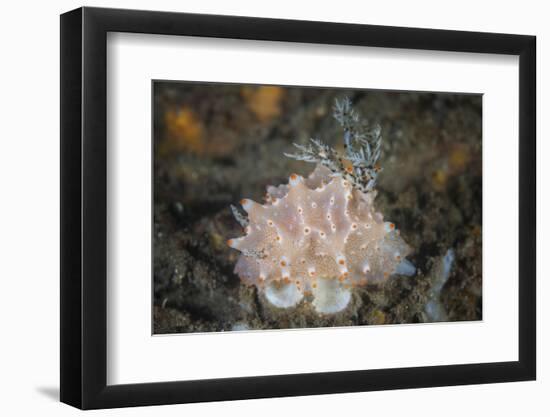 Close-Up of a Beautiful Halgerda Batangas Nudibranch-Stocktrek Images-Framed Photographic Print