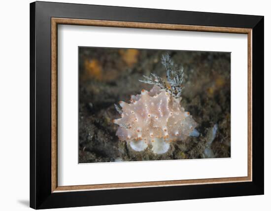Close-Up of a Beautiful Halgerda Batangas Nudibranch-Stocktrek Images-Framed Photographic Print