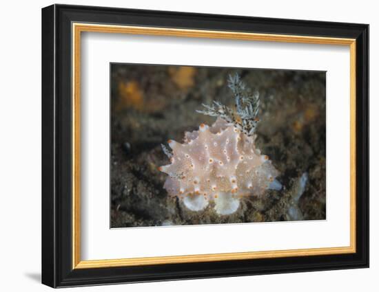 Close-Up of a Beautiful Halgerda Batangas Nudibranch-Stocktrek Images-Framed Photographic Print