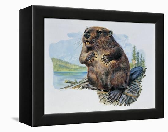 Close-Up of a Beaver Sitting-null-Framed Premier Image Canvas