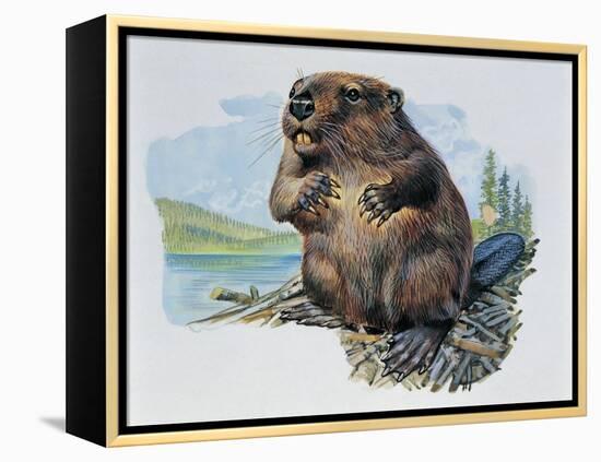 Close-Up of a Beaver Sitting-null-Framed Premier Image Canvas