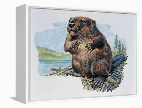 Close-Up of a Beaver Sitting-null-Framed Premier Image Canvas