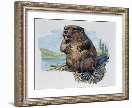 Close-Up of a Beaver Sitting-null-Framed Giclee Print