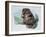 Close-Up of a Beaver Sitting-null-Framed Giclee Print