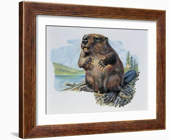 Close-Up of a Beaver Sitting-null-Framed Giclee Print