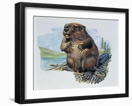 Close-Up of a Beaver Sitting-null-Framed Giclee Print