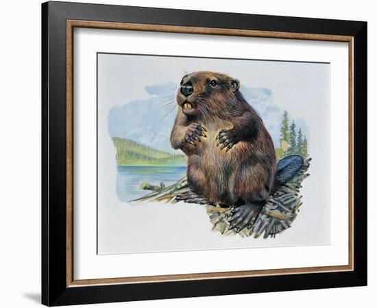 Close-Up of a Beaver Sitting-null-Framed Giclee Print