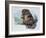 Close-Up of a Beaver Sitting-null-Framed Giclee Print