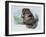 Close-Up of a Beaver Sitting-null-Framed Giclee Print