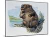 Close-Up of a Beaver Sitting-null-Mounted Giclee Print