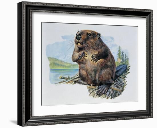 Close-Up of a Beaver Sitting-null-Framed Giclee Print