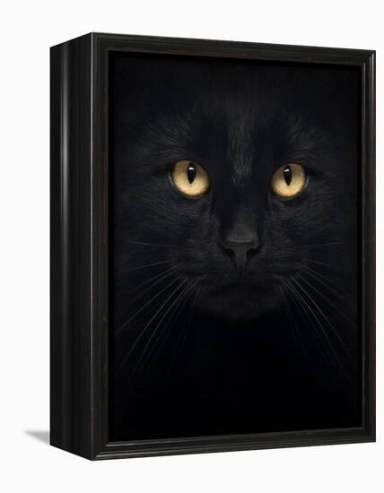 Close-Up Of A Black Cat Looking At The Camera, Isolated On White-Life on White-Framed Stretched Canvas