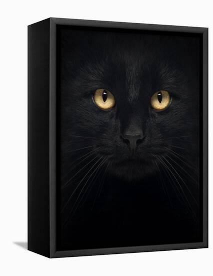 Close-Up Of A Black Cat Looking At The Camera, Isolated On White-Life on White-Framed Stretched Canvas