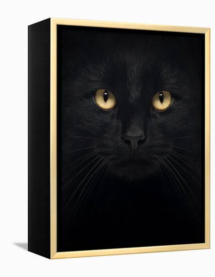 Close-Up Of A Black Cat Looking At The Camera, Isolated On White-Life on White-Framed Stretched Canvas