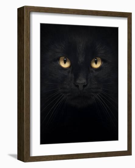 Close-Up Of A Black Cat Looking At The Camera, Isolated On White-Life on White-Framed Art Print