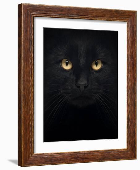 Close-Up Of A Black Cat Looking At The Camera, Isolated On White-Life on White-Framed Art Print