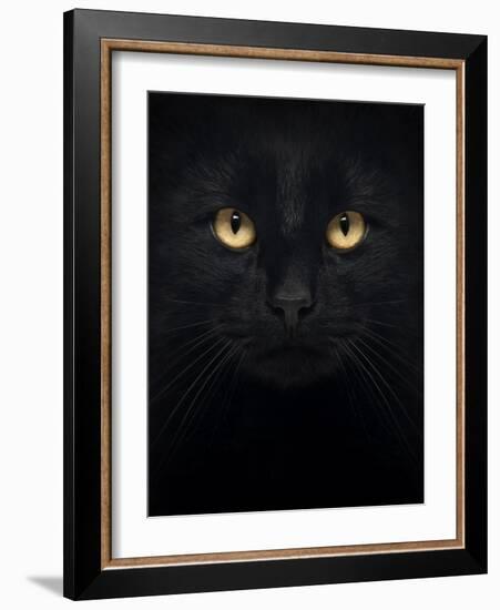 Close-Up Of A Black Cat Looking At The Camera, Isolated On White-Life on White-Framed Art Print