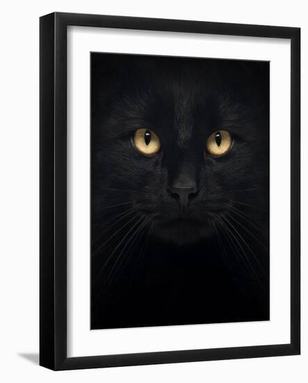 Close-Up Of A Black Cat Looking At The Camera, Isolated On White-Life on White-Framed Art Print