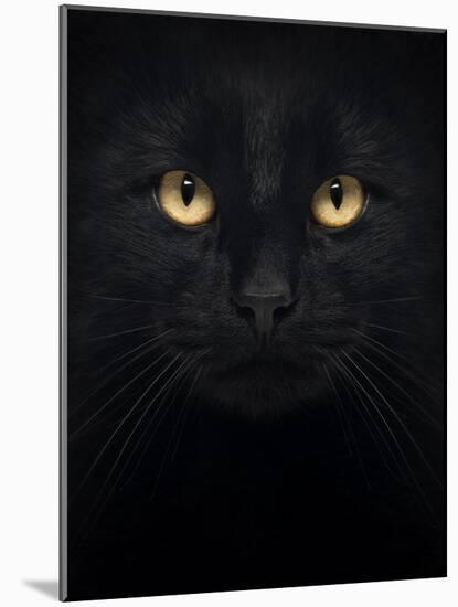 Close-Up Of A Black Cat Looking At The Camera, Isolated On White-Life on White-Mounted Art Print