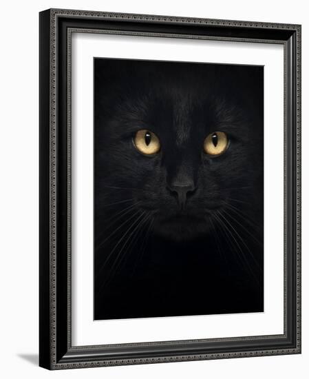 Close-Up Of A Black Cat Looking At The Camera, Isolated On White-Life on White-Framed Art Print