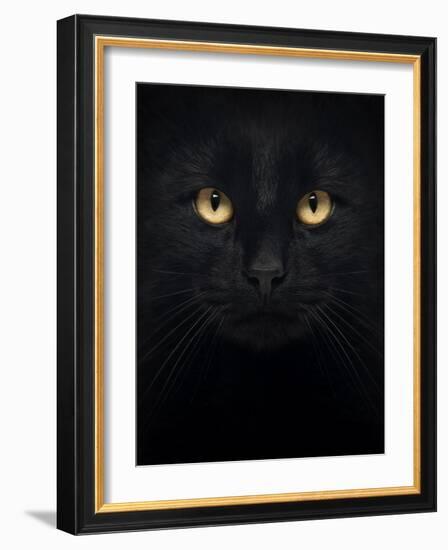 Close-Up Of A Black Cat Looking At The Camera, Isolated On White-Life on White-Framed Art Print