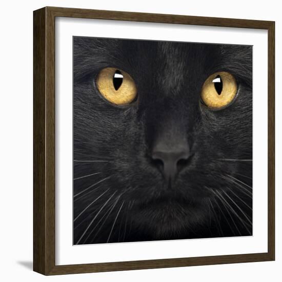 Close-Up Of A Black Cat-Life on White-Framed Art Print