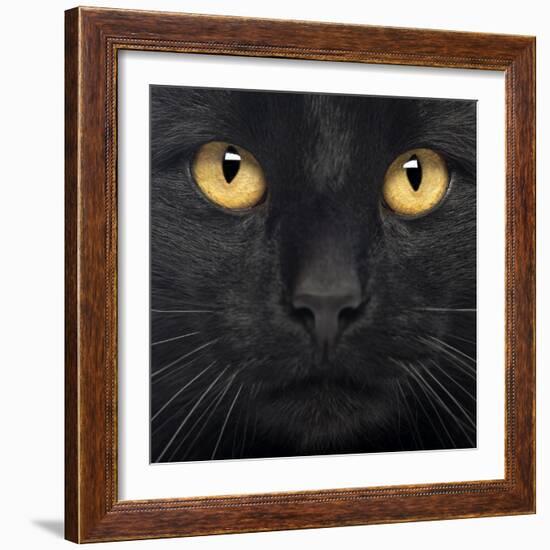 Close-Up Of A Black Cat-Life on White-Framed Art Print