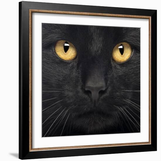 Close-Up Of A Black Cat-Life on White-Framed Art Print