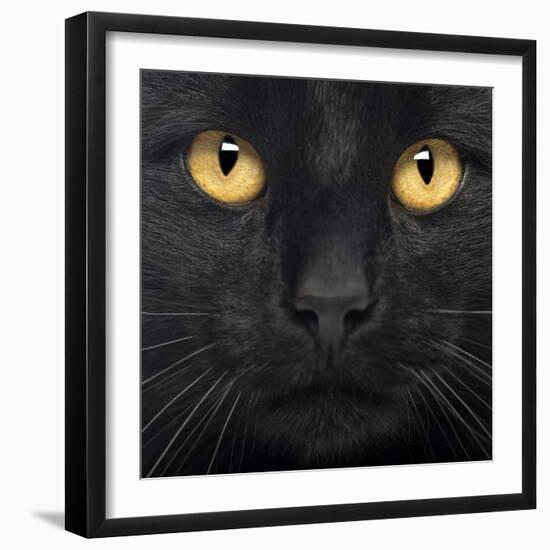 Close-Up Of A Black Cat-Life on White-Framed Art Print