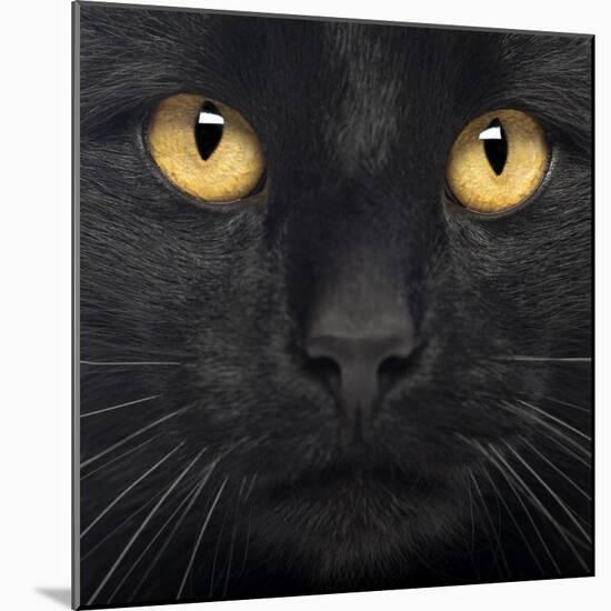 Close-Up Of A Black Cat-Life on White-Mounted Art Print