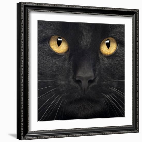 Close-Up Of A Black Cat-Life on White-Framed Art Print