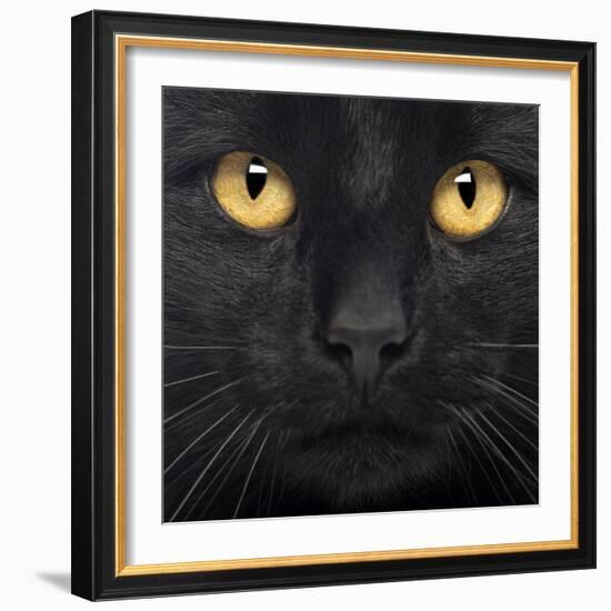 Close-Up Of A Black Cat-Life on White-Framed Art Print