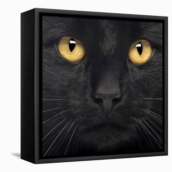 Close-Up Of A Black Cat-Life on White-Framed Stretched Canvas