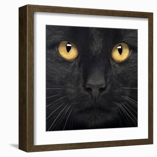 Close-Up Of A Black Cat-Life on White-Framed Art Print