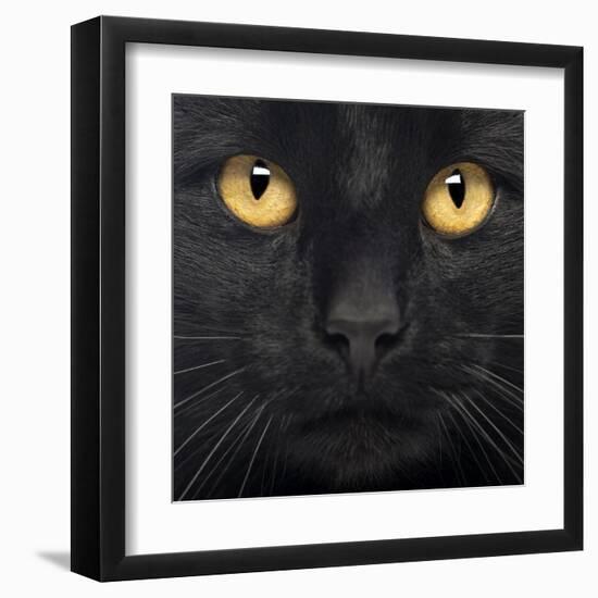 Close-Up Of A Black Cat-Life on White-Framed Art Print