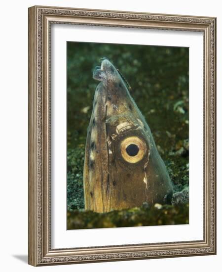 Close-Up of a Blacksaddle Snake Eel Head, Lembeh Strait, Indonesia-Stocktrek Images-Framed Photographic Print