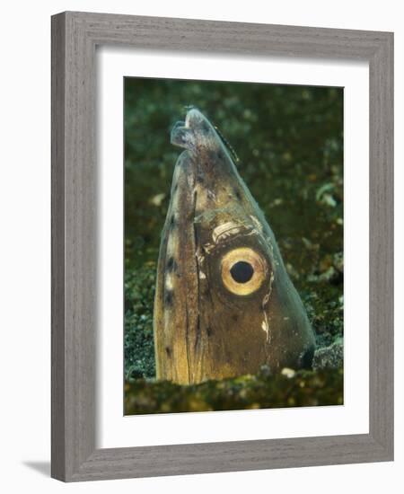 Close-Up of a Blacksaddle Snake Eel Head, Lembeh Strait, Indonesia-Stocktrek Images-Framed Photographic Print