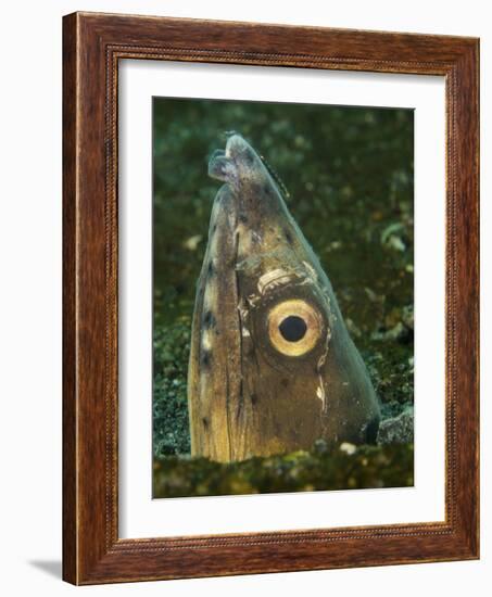 Close-Up of a Blacksaddle Snake Eel Head, Lembeh Strait, Indonesia-Stocktrek Images-Framed Photographic Print