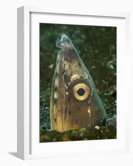 Close-Up of a Blacksaddle Snake Eel Head, Lembeh Strait, Indonesia-Stocktrek Images-Framed Photographic Print