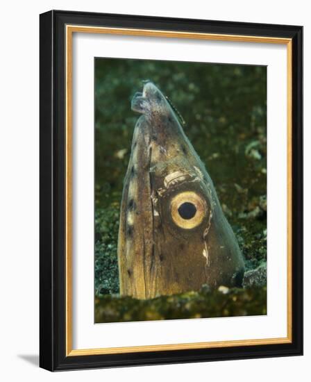 Close-Up of a Blacksaddle Snake Eel Head, Lembeh Strait, Indonesia-Stocktrek Images-Framed Photographic Print