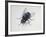 Close-Up of a Blowfly (Calliphora Vicina)-null-Framed Giclee Print