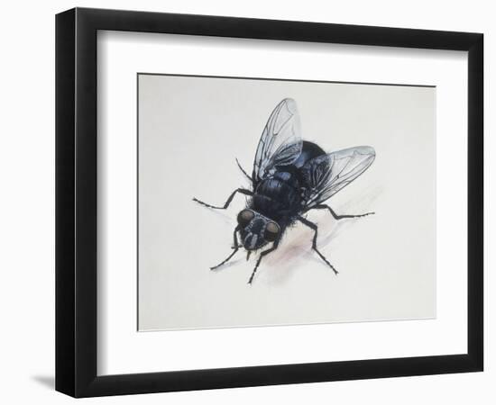 Close-Up of a Blowfly (Calliphora Vicina)-null-Framed Giclee Print