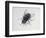 Close-Up of a Blowfly (Calliphora Vicina)-null-Framed Giclee Print