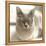 Close Up of a Blue American Burmese Cat-Rona Schwarz-Framed Premier Image Canvas