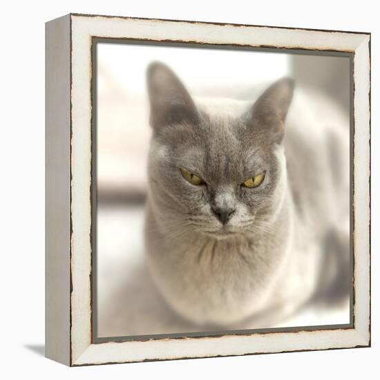 Close Up of a Blue American Burmese Cat-Rona Schwarz-Framed Premier Image Canvas