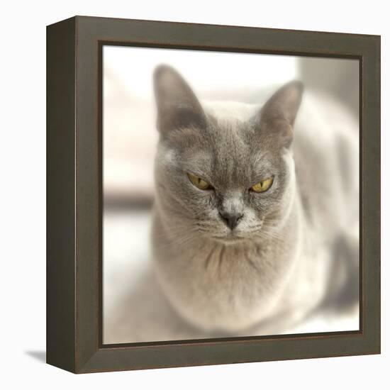 Close Up of a Blue American Burmese Cat-Rona Schwarz-Framed Premier Image Canvas