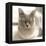 Close Up of a Blue American Burmese Cat-Rona Schwarz-Framed Premier Image Canvas
