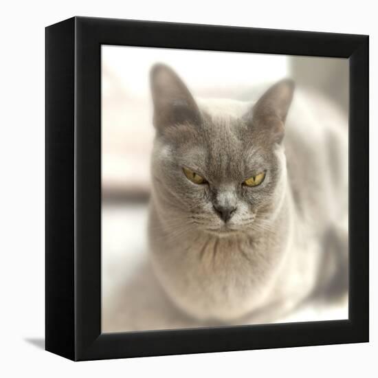 Close Up of a Blue American Burmese Cat-Rona Schwarz-Framed Premier Image Canvas