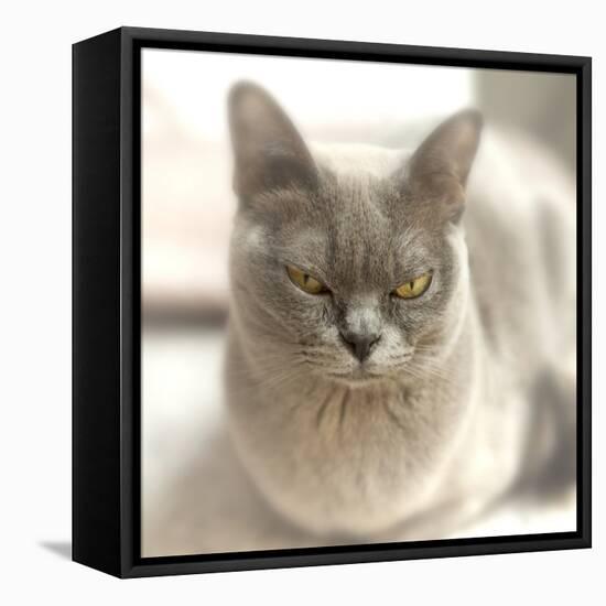 Close Up of a Blue American Burmese Cat-Rona Schwarz-Framed Premier Image Canvas